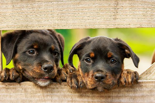 rottweiler-g277587aaf_640.jpg