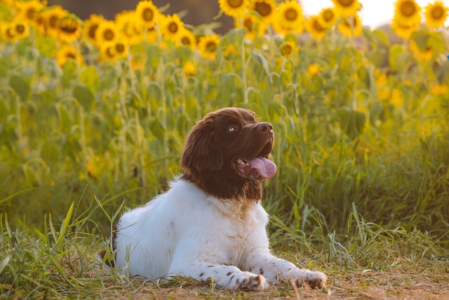 dog-g858863a13_640.jpg