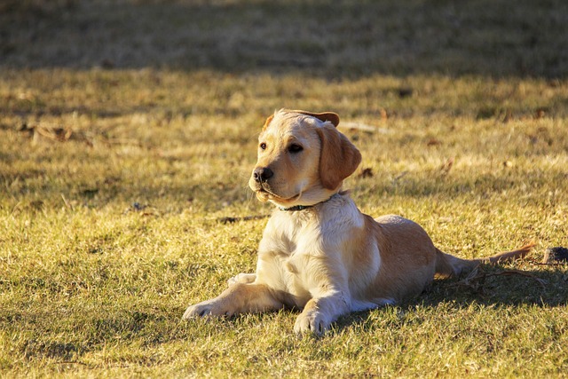 dog-g654962543_640.jpg