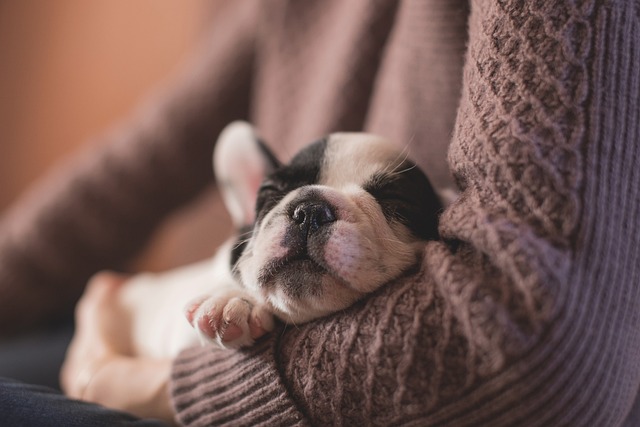 puppy-g6209e8ba0_640.jpg