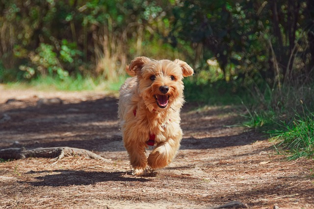 puppy-g5091cf01a_640.jpg