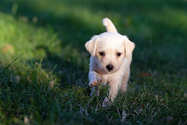 dog-ge427f1d8e_640.jpg